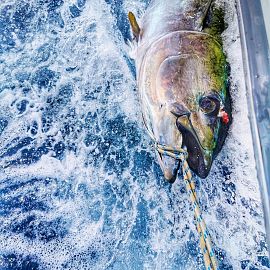 biggamefishing20 biggamefishing20