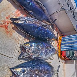 biggamefishing22 biggamefishing22